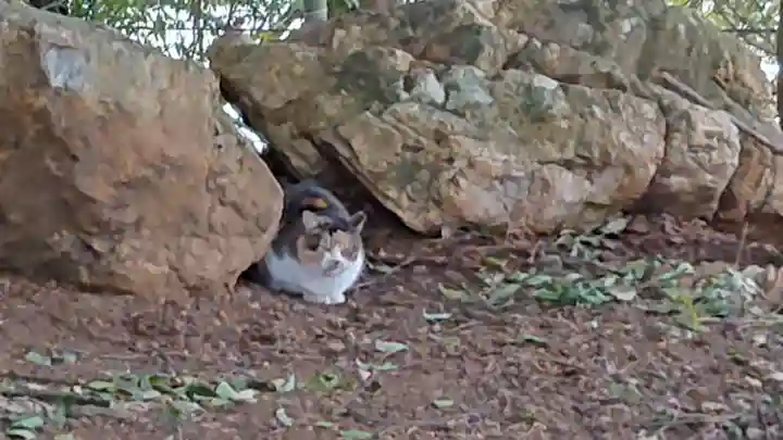 出雲伊波比神社の動物