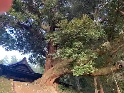 面足神社(千葉県)