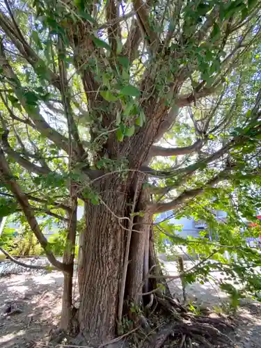 八大龍王辨財天の自然