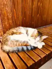 伊豆山神社の動物