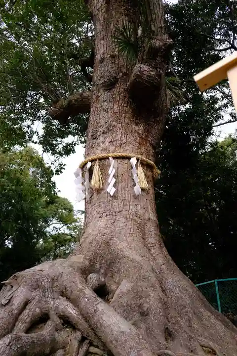 和泉國一之宮 大鳥大社の自然