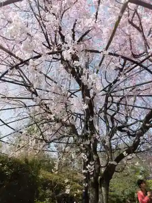 退蔵院の芸術