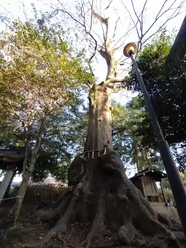 沓掛香取神社の自然