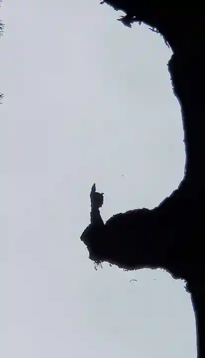 霧島神宮(鹿児島県)