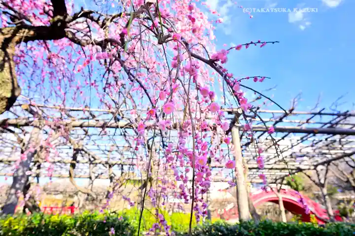 亀戸天神社(東京都)