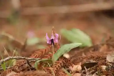 白幡神社の自然