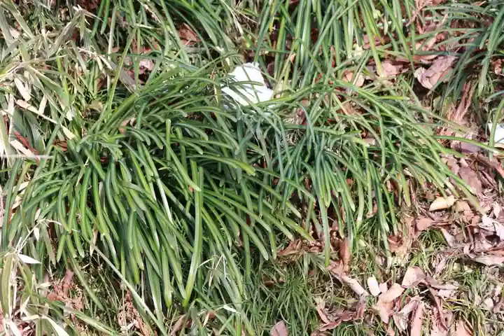 阿久津「田村神社」(郡山市阿久津町)旧社名:伊豆箱根三嶋三社の自然
