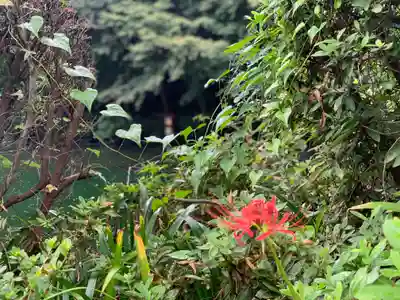 富士山本宮浅間大社(静岡県)