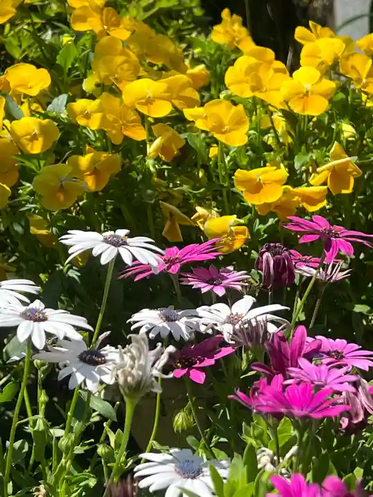 篠崎浅間神社の自然