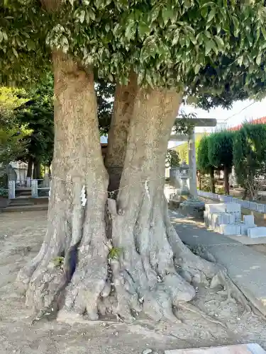御嶽神社の{uncategorized: "未分類", other: "その他", undefined: "問題あり", building: "その他建物", grave: "お墓", sacred_gate: "鳥居", guardian: "狛犬", statue: "像", buddha: "仏像", history: "歴史", nature: "自然", garden: "庭園", animal: "動物", pagoda: "塔", temizu: "手水舎", mountain_gate: "山門・神門", sanctuary: "本殿・本堂", subordinate: "末社・摂社", art: "芸術", scenery: "景色", jizo: "地蔵", ema: "絵馬", goshuin: "御朱印", omikuji: "おみくじ", items: "授与品その他", amulet: "お守り", goshuincho: "御朱印帳", eats: "食事", festival: "お祭り", votive_dance: "神楽", shichigosan: "七五三参", wedding: "結婚式", experience: "体験その他", initially: "初詣", around: "周辺", anti_infection: "感染症対策"}