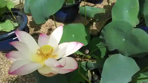 法金剛院の自然