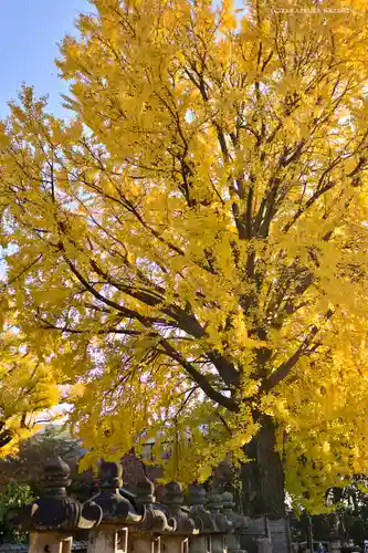 上野東照宮の自然