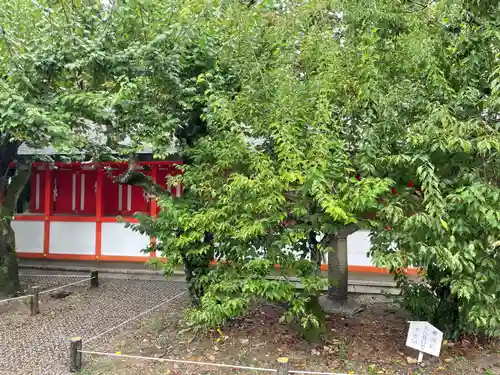北野天満宮(京都府)