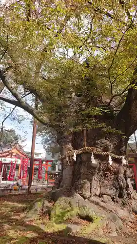 秩父今宮神社の自然