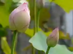 極楽山　浄土寺の自然