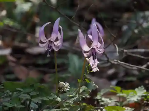 筑波山神社(茨城県)