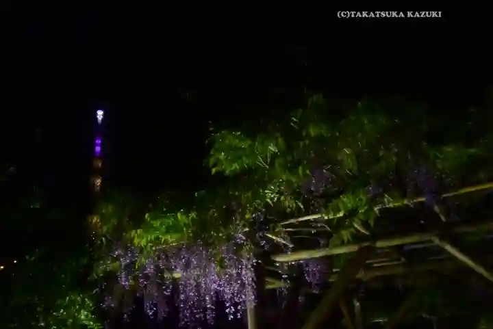 亀戸天神社(東京都)