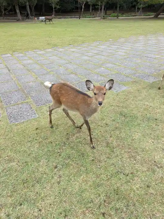 東大寺(奈良県)