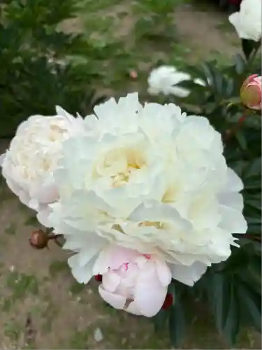 金蛇水神社(宮城県)