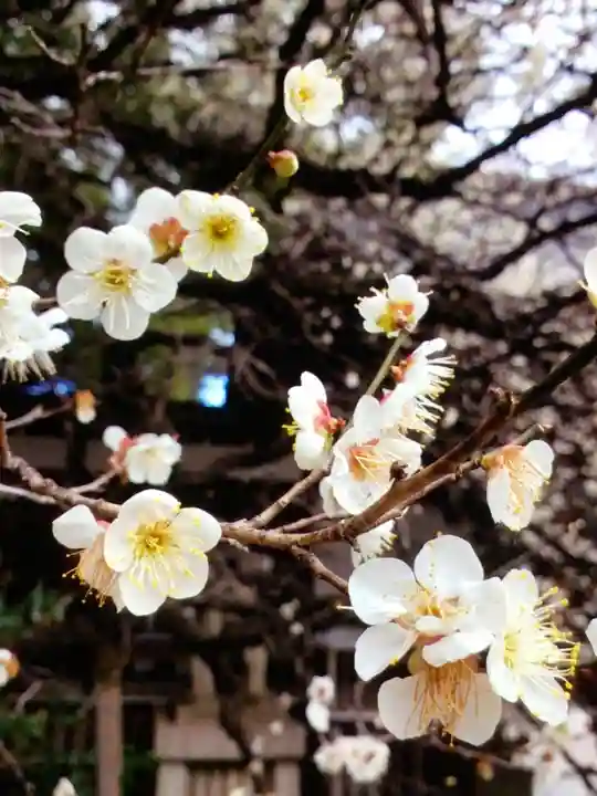 乃木神社(東京都)