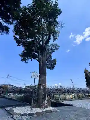 西寒多神社(大分県)