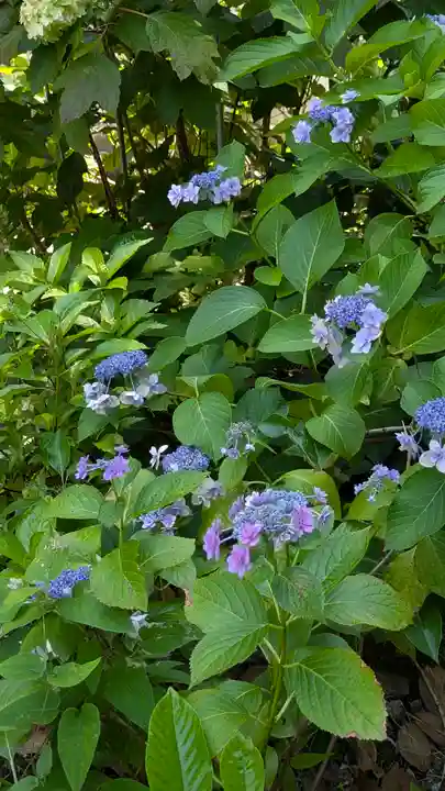 本法寺(京都府)