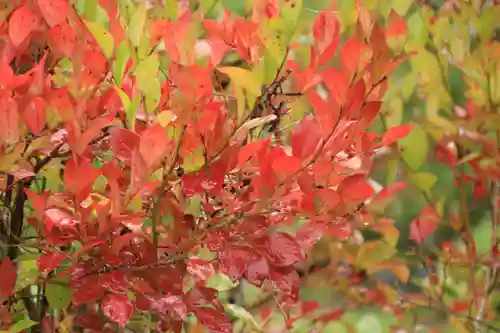 三春大神宮の庭園