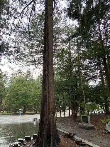 北海道神宮の自然