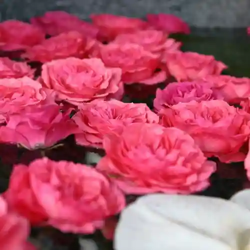 三津厳島神社の手水舎