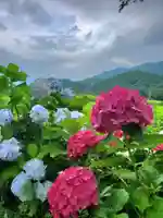 高司神社〜むすびの神の鎮まる社〜の自然