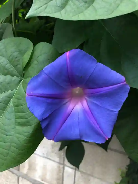 諏訪神社の自然