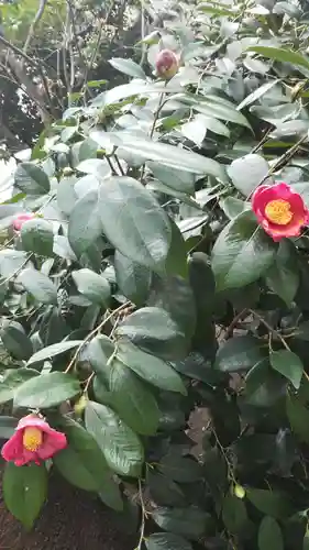 蔵前神社の自然