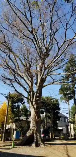 国府台天満宮の自然