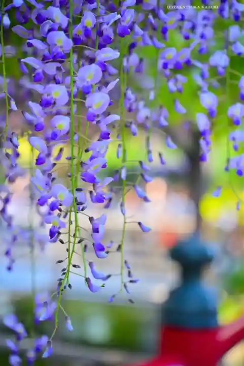 亀戸天神社(東京都)