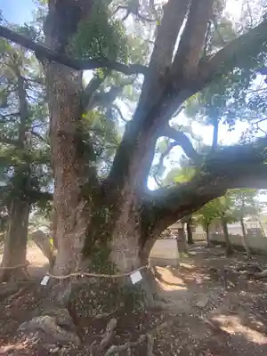 岡中鎮守社の自然