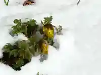 留辺蘂神社の自然