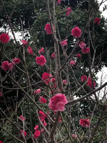 大聖寺（土浦大師不動尊）の自然