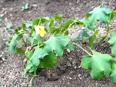 菱野健功神社の自然