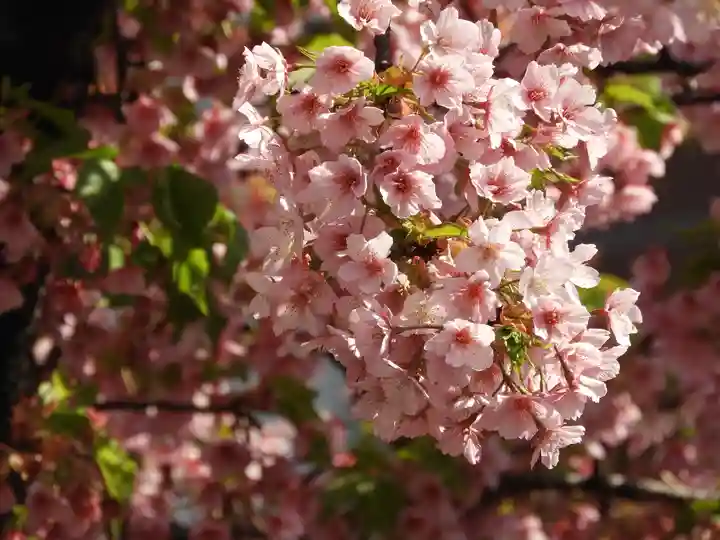 桜神宮(東京都)