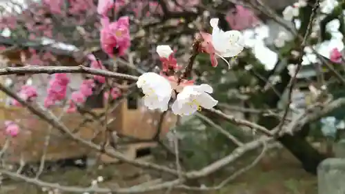 北野天満宮の自然