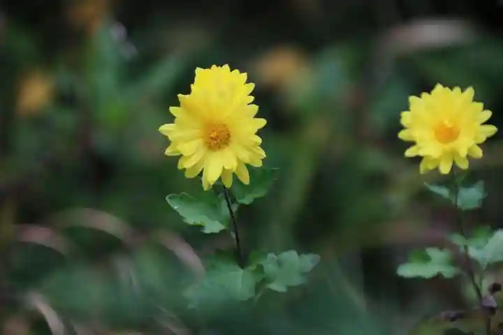 大六天麻王神社の庭園