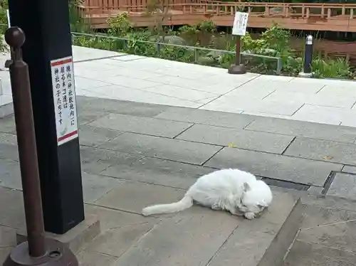 愛宕神社の動物