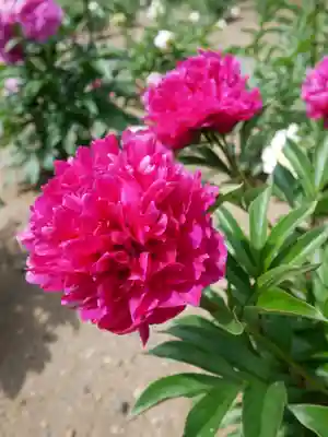 金蛇水神社(宮城県)