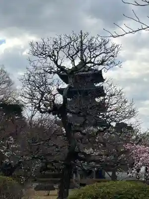 東寺(教王護国寺)の塔