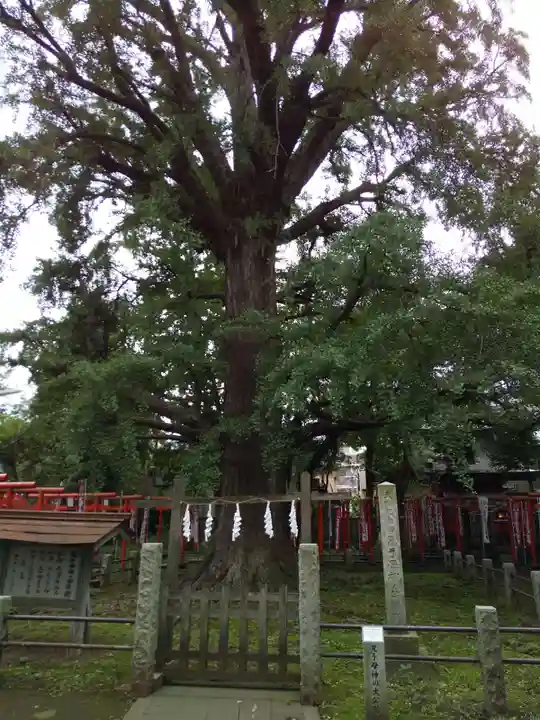 鬼子母神堂 (法明寺)の自然