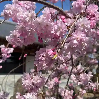 松本山　地福禅寺の自然