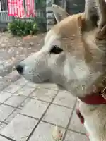 笠䅣稲荷神社の{uncategorized: "未分類", other: "その他", undefined: "問題あり", building: "その他建物", grave: "お墓", sacred_gate: "鳥居", guardian: "狛犬", statue: "像", buddha: "仏像", history: "歴史", nature: "自然", garden: "庭園", animal: "動物", pagoda: "塔", temizu: "手水舎", mountain_gate: "山門・神門", sanctuary: "本殿・本堂", subordinate: "末社・摂社", art: "芸術", scenery: "景色", jizo: "地蔵", ema: "絵馬", goshuin: "御朱印", omikuji: "おみくじ", items: "授与品その他", amulet: "お守り", goshuincho: "御朱印帳", eats: "食事", festival: "お祭り", votive_dance: "神楽", shichigosan: "七五三参", wedding: "結婚式", experience: "体験その他", initially: "初詣", around: "周辺", anti_infection: "感染症対策"}