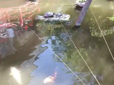 今泉八坂神社(栃木県)