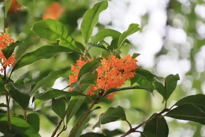 開成山大神宮の庭園