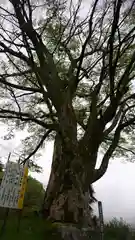 三嶽神社の自然